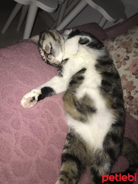 Tekir Kedi, Kedi  Duman fotoğrafı
