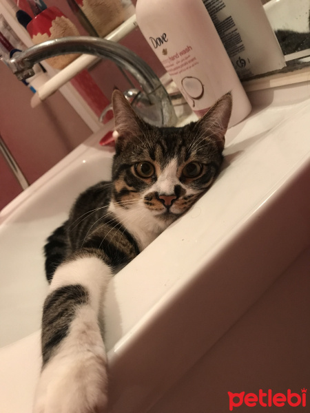 Tekir Kedi, Kedi  Duman fotoğrafı