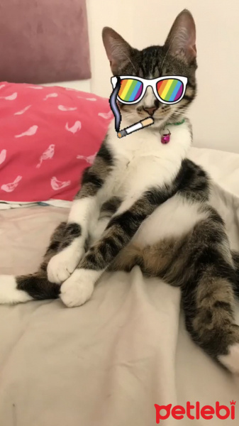 Tekir Kedi, Kedi  Duman fotoğrafı