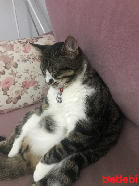 Tekir Kedi, Kedi  Duman fotoğrafı