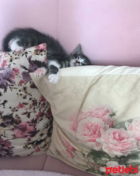 Tekir Kedi, Kedi  Duman fotoğrafı