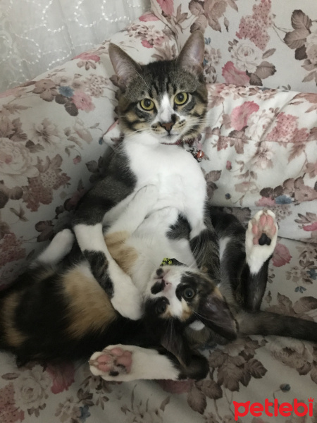 Tekir Kedi, Kedi  Duman fotoğrafı