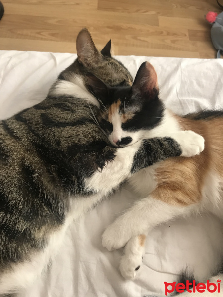 Tekir Kedi, Kedi  Duman fotoğrafı