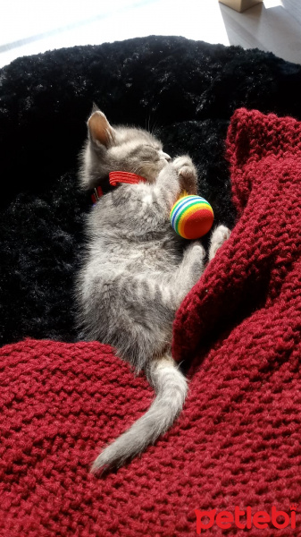 Tekir Kedi, Kedi  Çakıl fotoğrafı