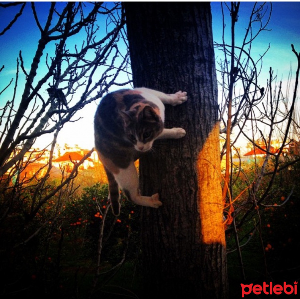 Tekir Kedi, Kedi  Duman fotoğrafı