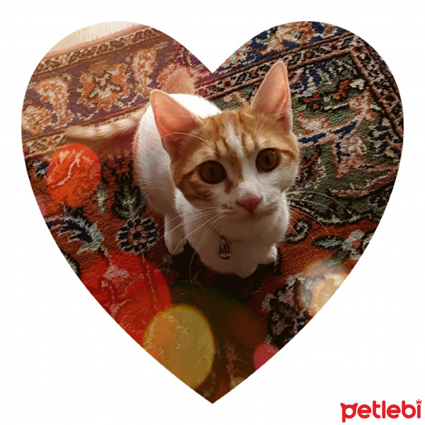 Sarman, Kedi  Limon fotoğrafı