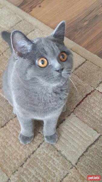 British Shorthair, Kedi  BONİBON fotoğrafı