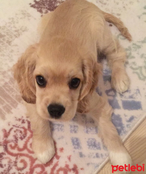 Amerikan Cocker Spaniel, Köpek  Boyoz fotoğrafı