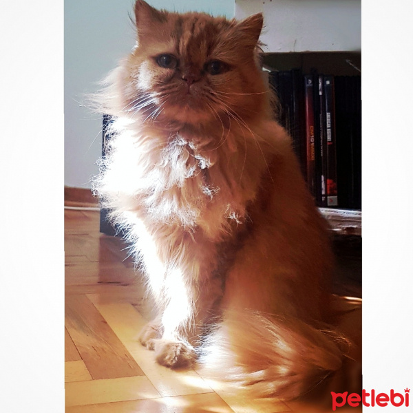 İran Kedisi (Persian), Kedi  Su fotoğrafı