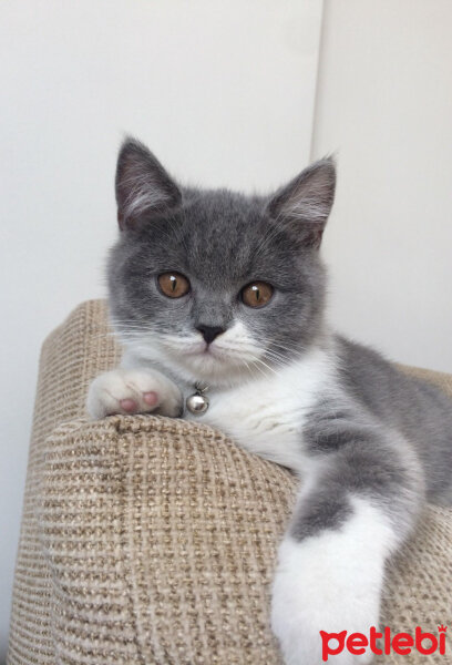 British Shorthair, Kedi  Tom Haydut fotoğrafı