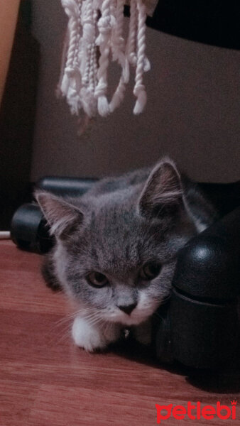 British Shorthair, Kedi  Tom Haydut fotoğrafı