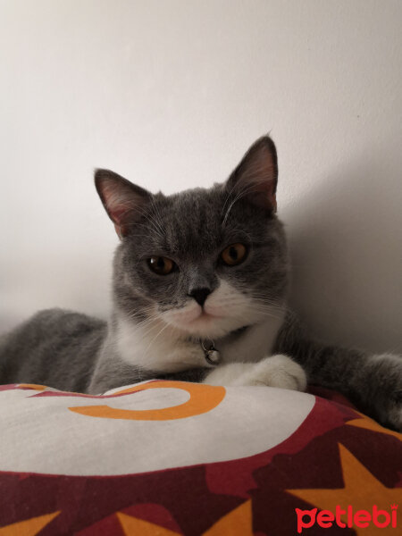 British Shorthair, Kedi  Tom Haydut fotoğrafı