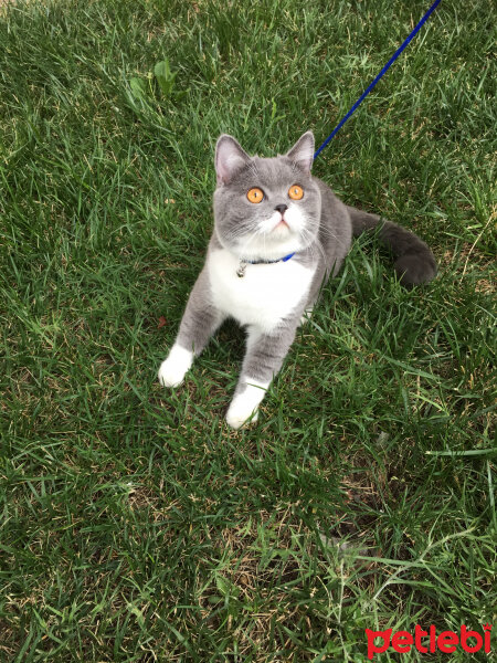 British Shorthair, Kedi  Tom Haydut fotoğrafı