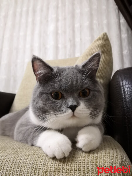 British Shorthair, Kedi  Tom Haydut fotoğrafı