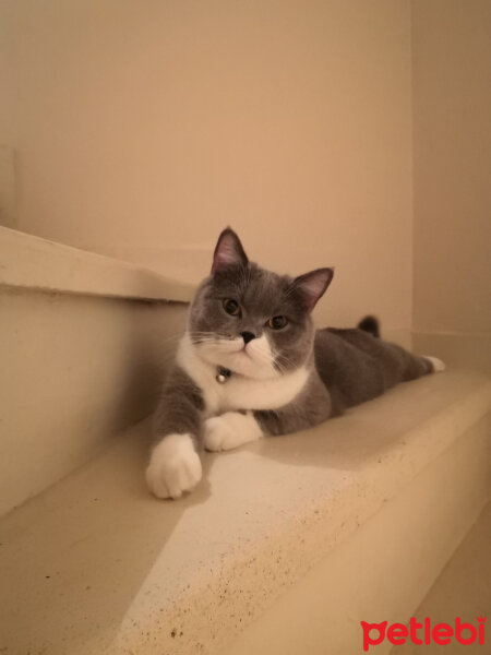 British Shorthair, Kedi  Tom Haydut fotoğrafı