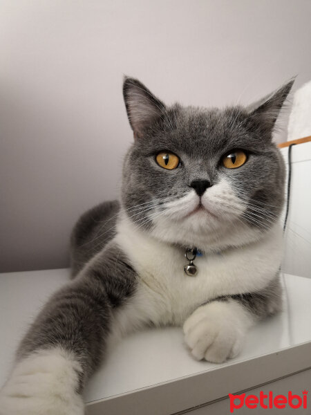 British Shorthair, Kedi  Tom Haydut fotoğrafı