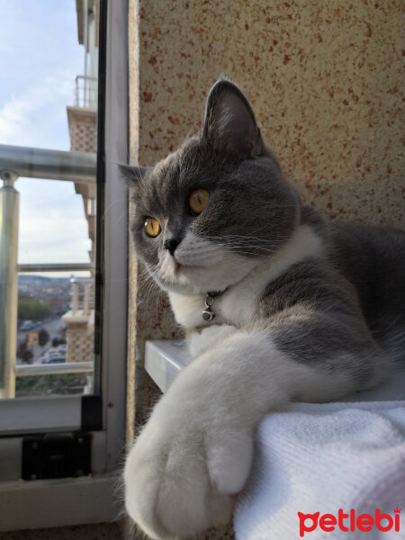 British Shorthair, Kedi  Tom Haydut fotoğrafı