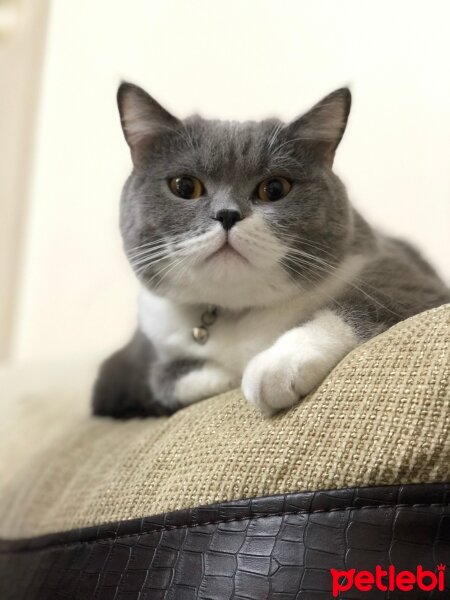 British Shorthair, Kedi  Tom Haydut fotoğrafı