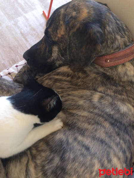 Presa Canario, Köpek  Leo fotoğrafı