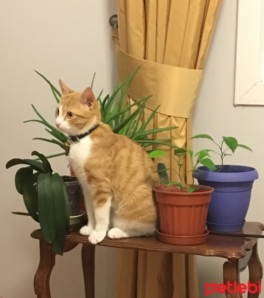 Sarman, Kedi  Pati fotoğrafı