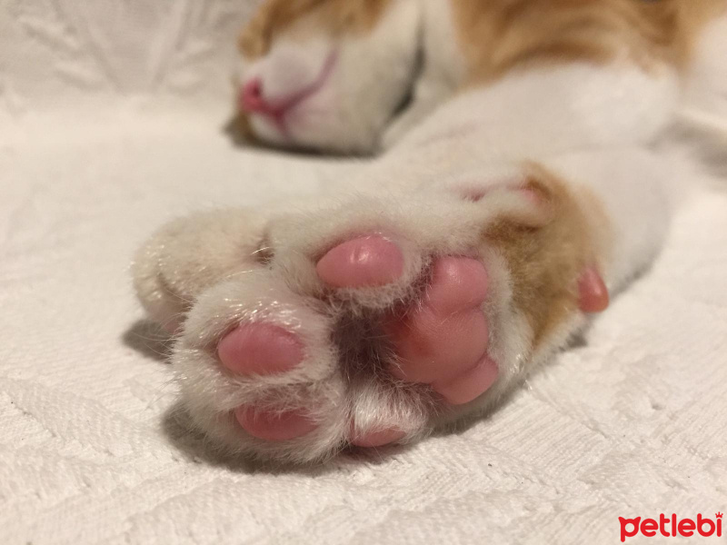 Sarman, Kedi  Pati fotoğrafı