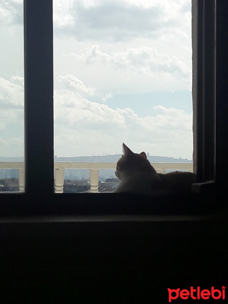 Tekir Kedi, Kedi  Çavuş fotoğrafı