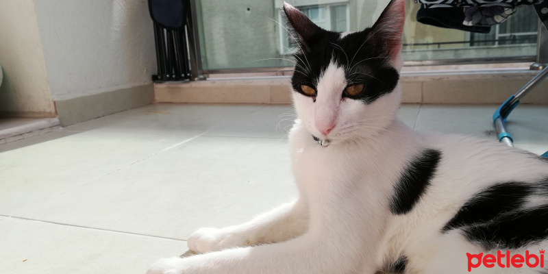 Tuxedo (Smokin) Kedi, Kedi  Maya fotoğrafı