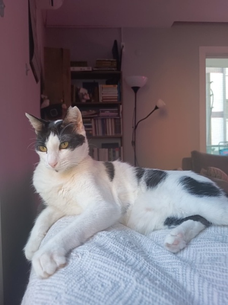 Tuxedo (Smokin) Kedi, Kedi  Maya fotoğrafı