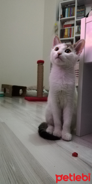 Tekir Kedi, Kedi  Duff fotoğrafı