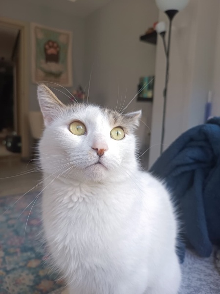 Tekir Kedi, Kedi  Duff fotoğrafı