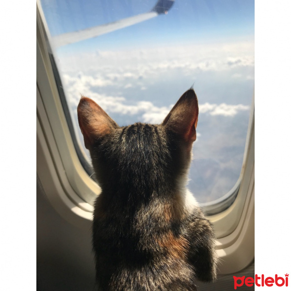 Tekir Kedi, Kedi  Mishka fotoğrafı