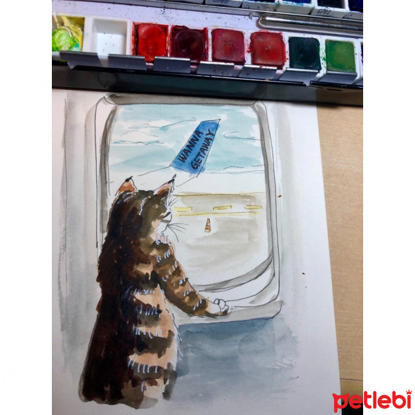 Tekir Kedi, Kedi  Mishka fotoğrafı