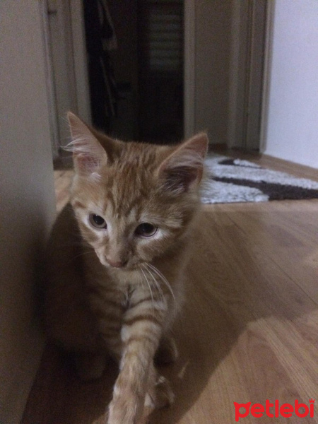 Tekir Kedi, Kedi  Nagıt yeni sahibini arıyor ♥️ fotoğrafı