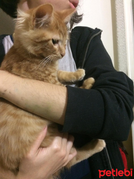 Tekir Kedi, Kedi  Nagıt yeni sahibini arıyor ♥️ fotoğrafı