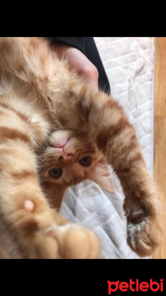 Tekir Kedi, Kedi  Nagıt yeni sahibini arıyor ♥️ fotoğrafı