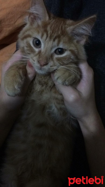 Tekir Kedi, Kedi  Nagıt yeni sahibini arıyor ♥️ fotoğrafı