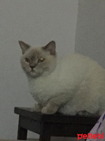 British Shorthair, Kedi  Lokum fotoğrafı