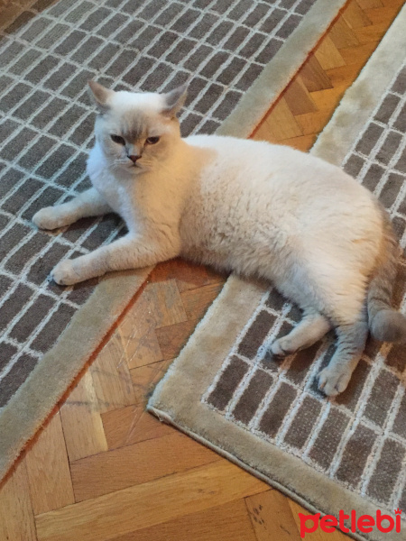 British Shorthair, Kedi  Lokum fotoğrafı