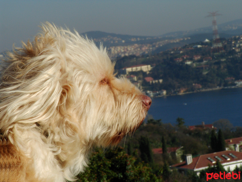 Airedale Terrier, Köpek  köpük fotoğrafı
