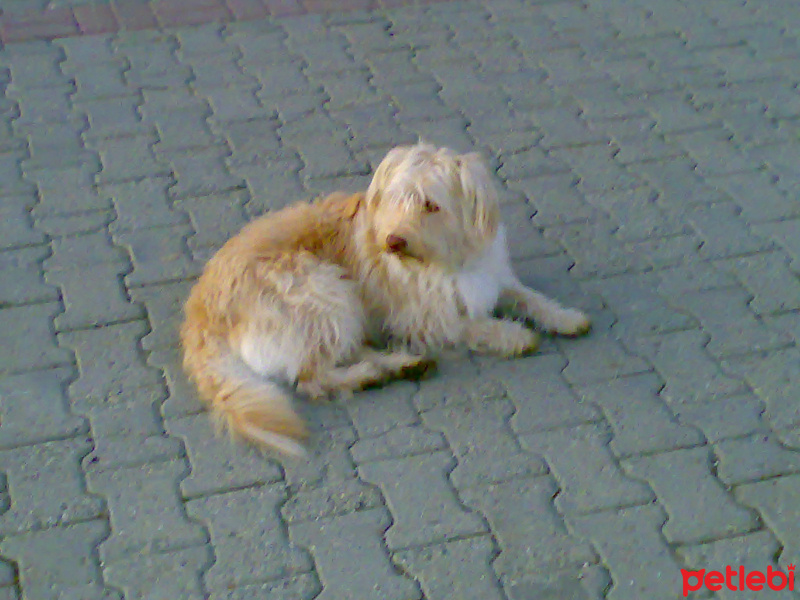 Airedale Terrier, Köpek  köpük fotoğrafı