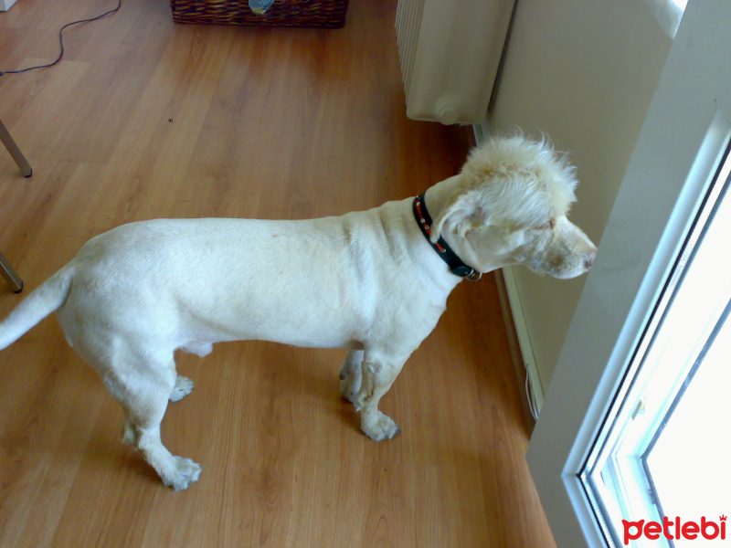 Airedale Terrier, Köpek  köpük fotoğrafı