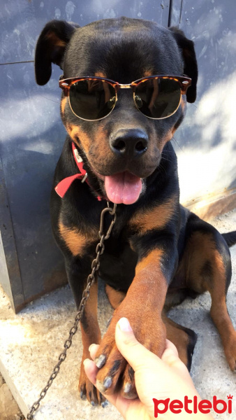 Rottweiler, Köpek  Kuzey fotoğrafı