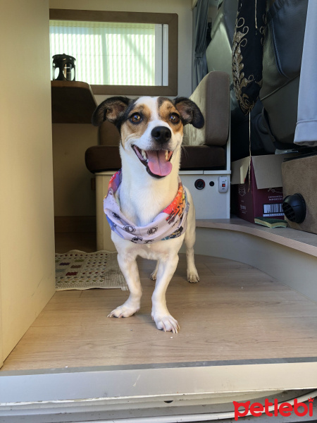 Jack Russell Terrier, Köpek  Helles fotoğrafı