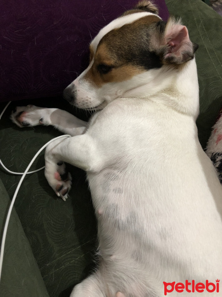 Jack Russell Terrier, Köpek  Helles fotoğrafı