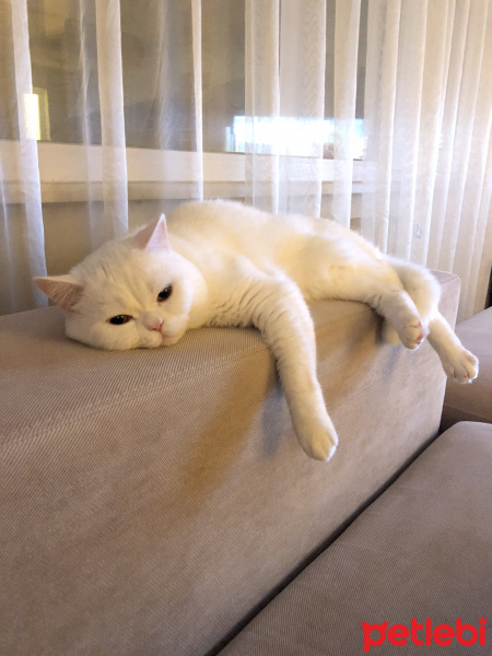 British Shorthair, Kedi  Casper fotoğrafı