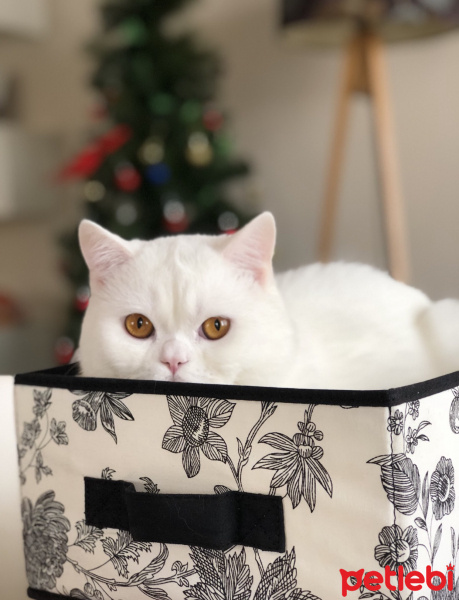 British Shorthair, Kedi  Casper fotoğrafı