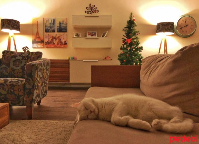 British Shorthair, Kedi  Casper fotoğrafı