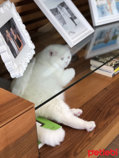 British Shorthair, Kedi  Casper fotoğrafı