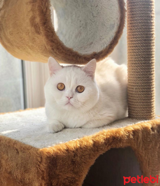 British Shorthair, Kedi  Casper fotoğrafı