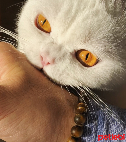 British Shorthair, Kedi  Casper fotoğrafı